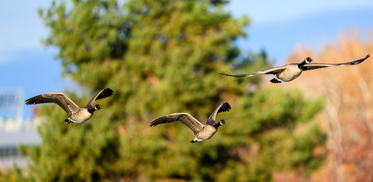 Canada Goose - ML646484052