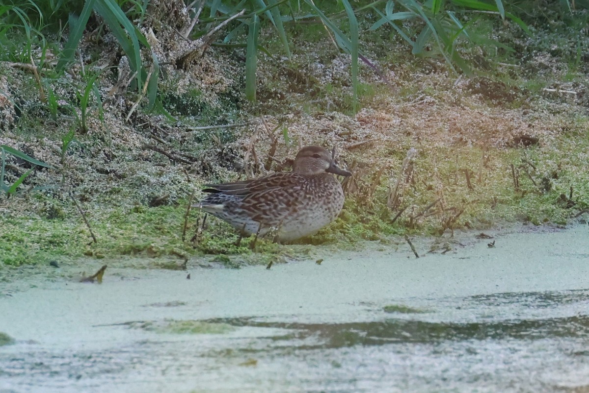 Green-winged Teal - ML646484054