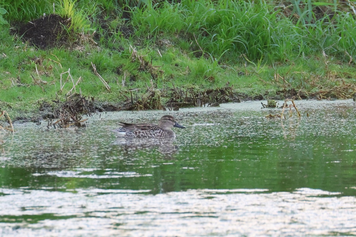 Green-winged Teal - ML646484055
