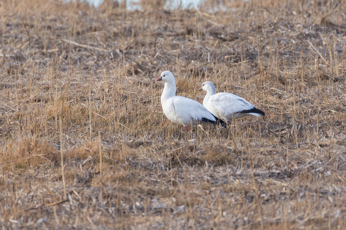 Ross's Goose - ML646484057