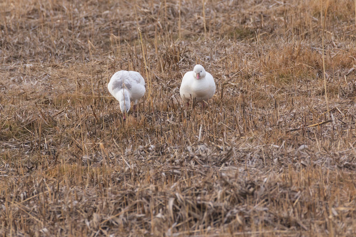 Ross's Goose - ML646484058