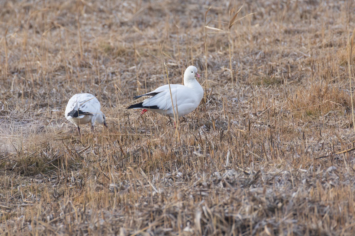 Ross's Goose - ML646484059