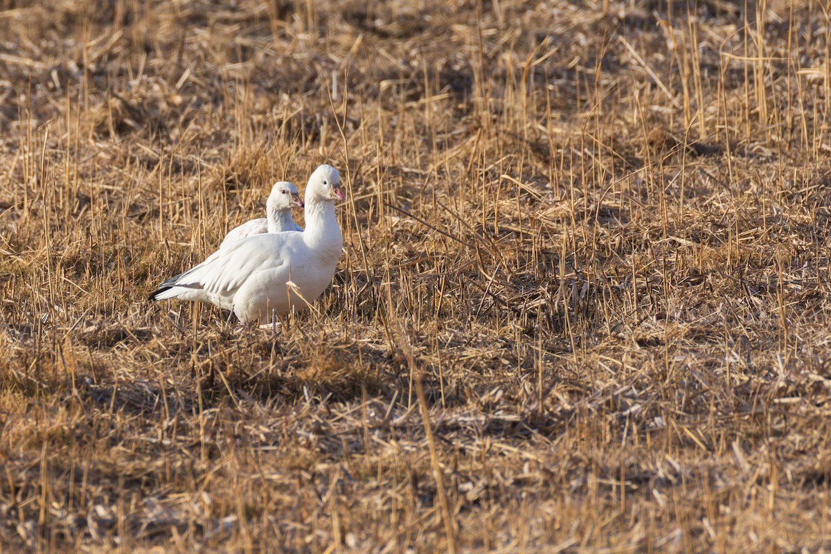 Ross's Goose - ML646484060
