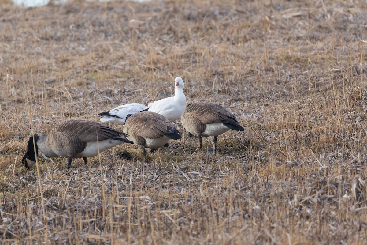 Ross's Goose - ML646484061