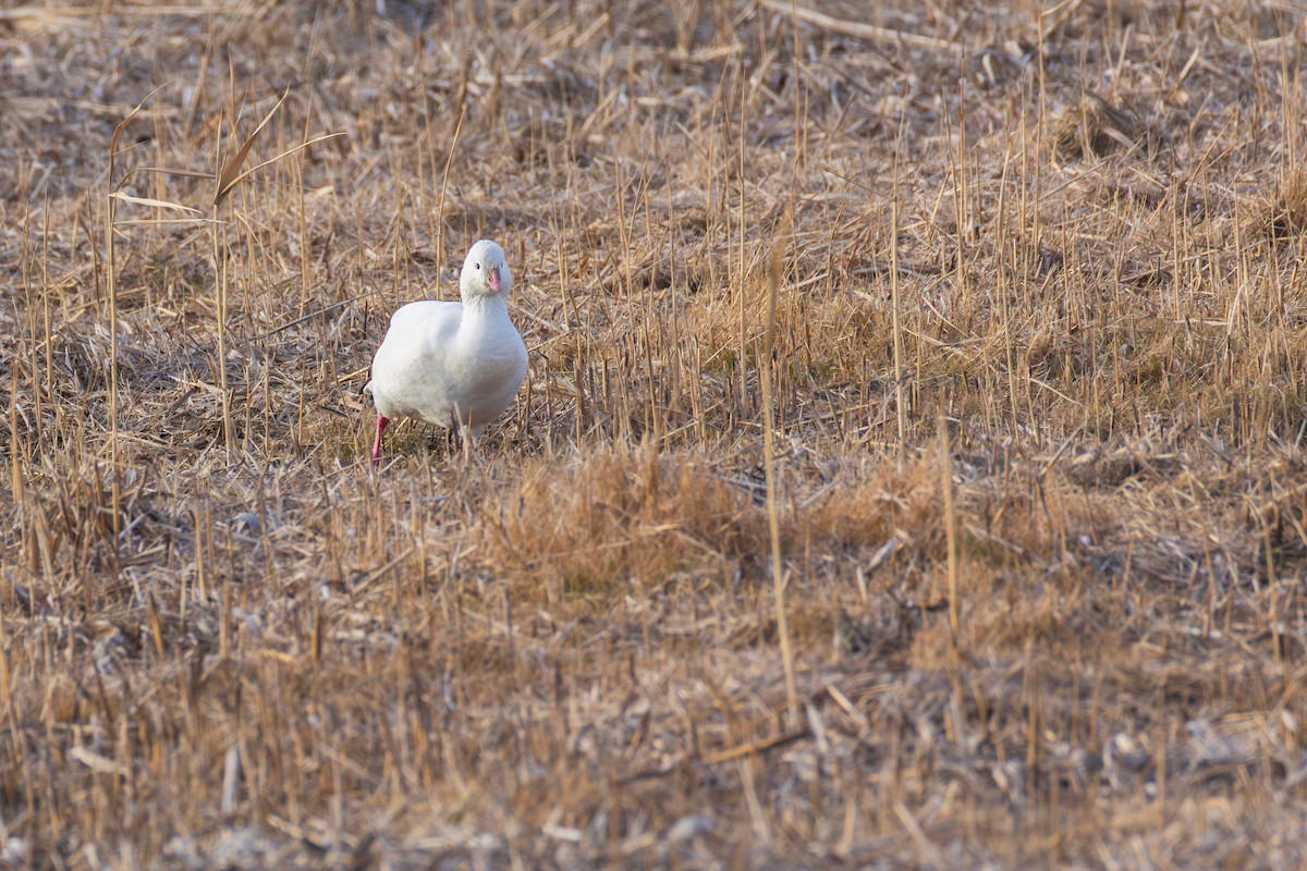 Ross's Goose - ML646484063