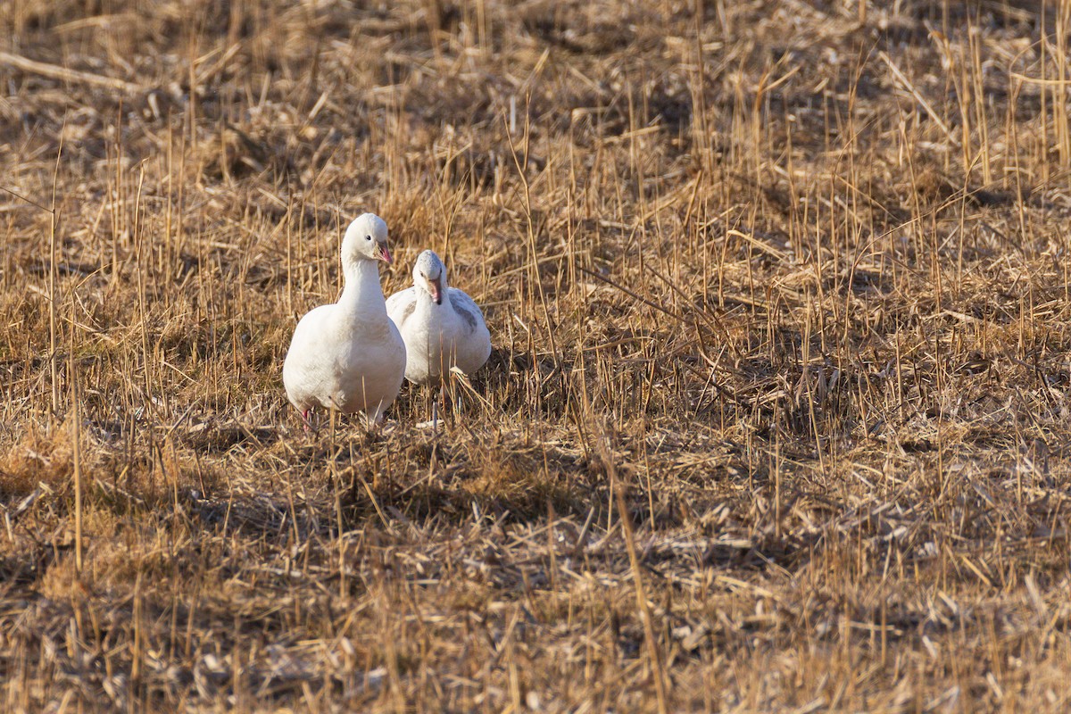 Ross's Goose - ML646484064