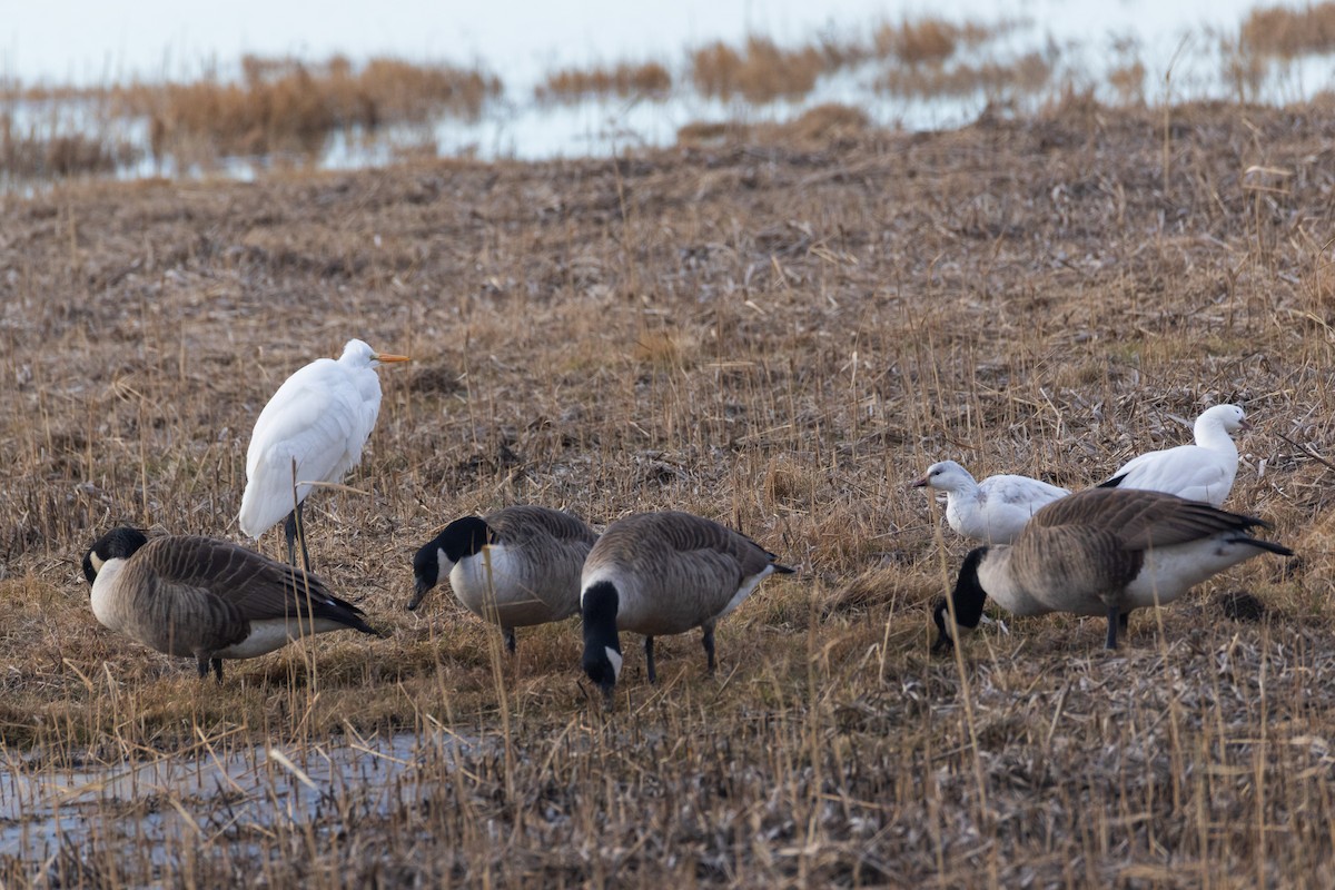Ross's Goose - ML646484065