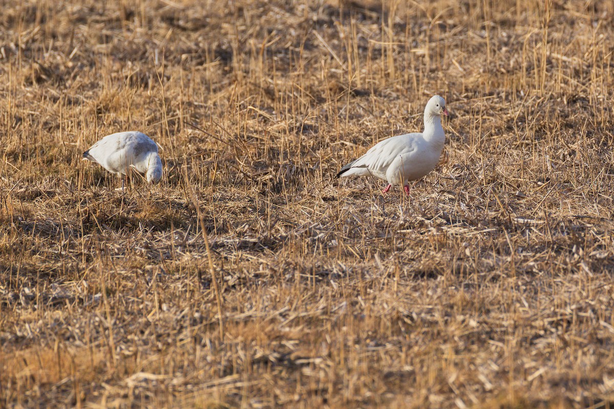 Ross's Goose - ML646484066