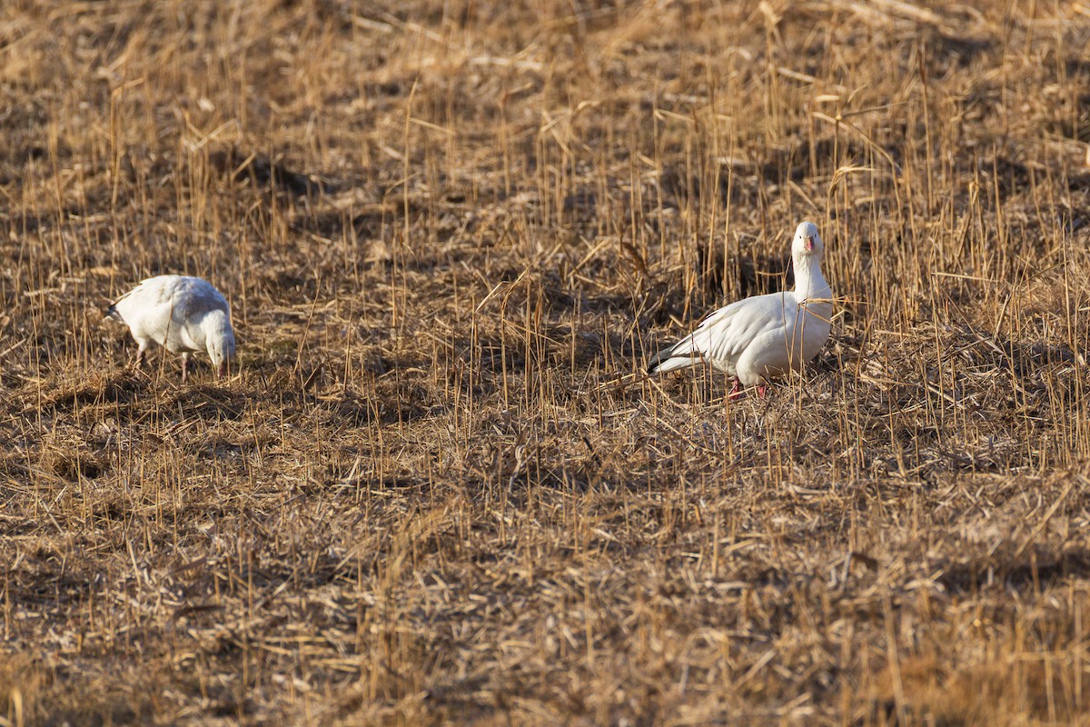 Ross's Goose - ML646484068