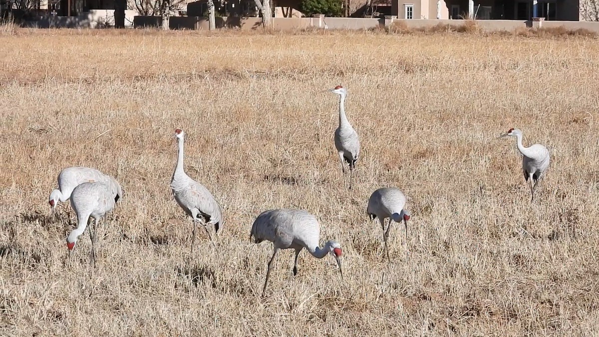 Sandhill Crane - ML646484070