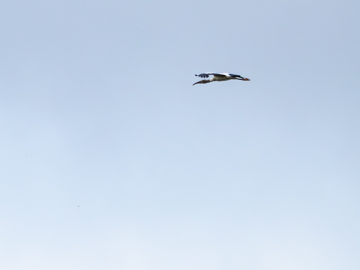 アメリカトキコウ - ML646484071