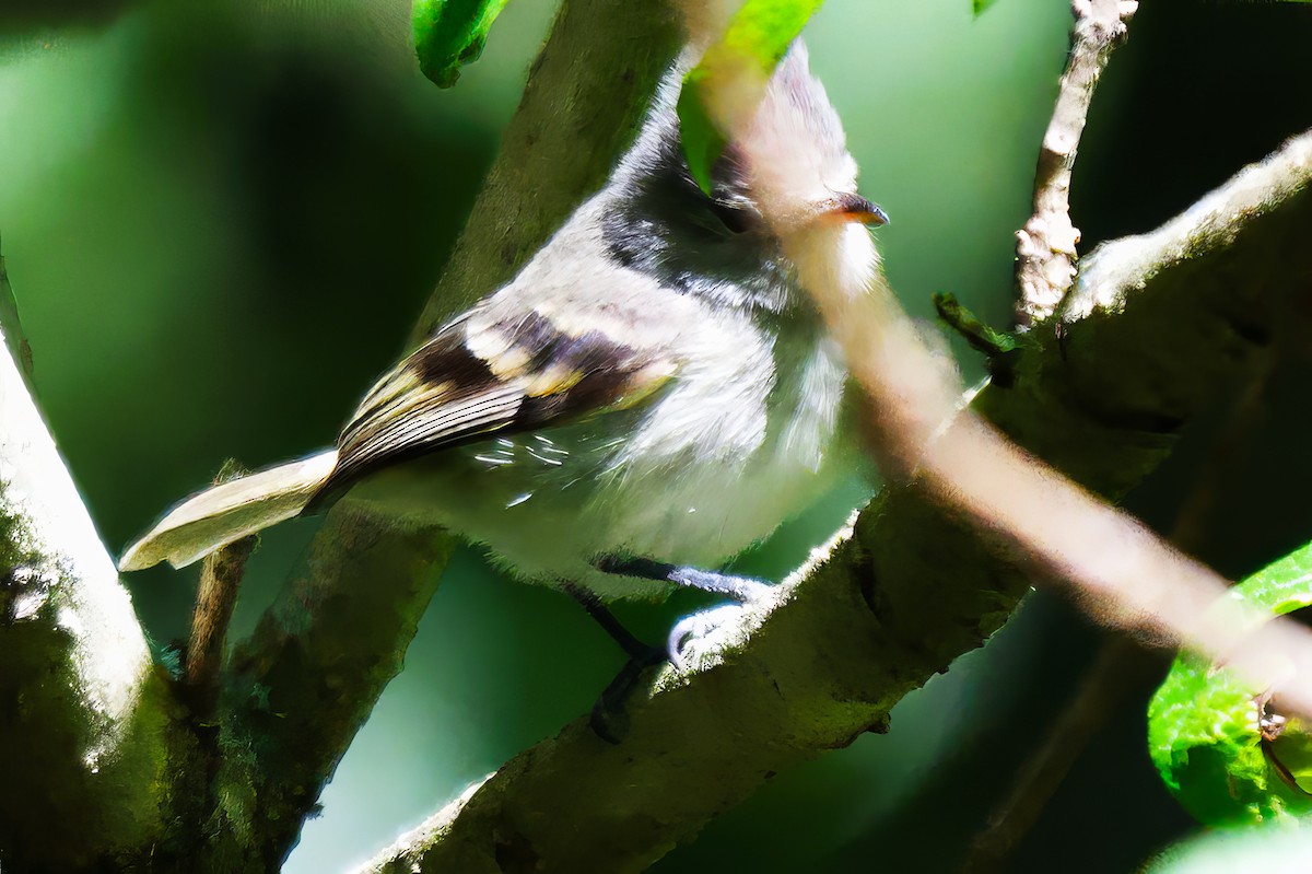 Southern Beardless-Tyrannulet - ML646484072