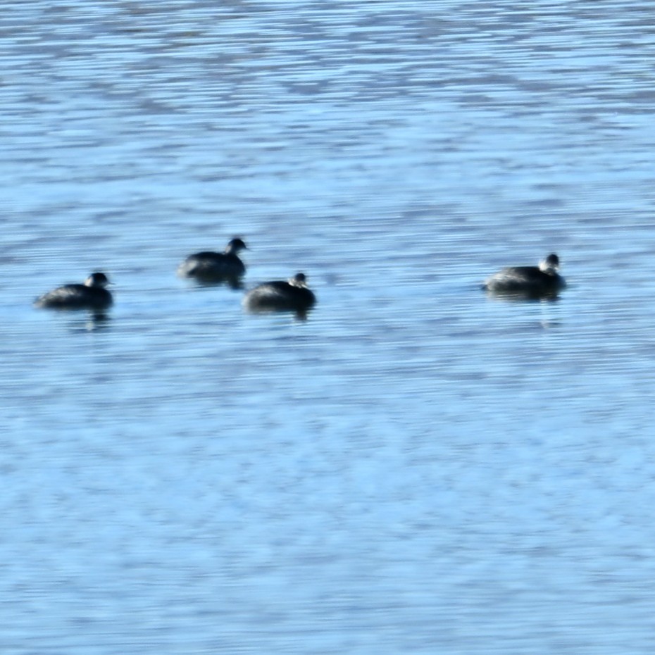 Eared Grebe - ML646484073