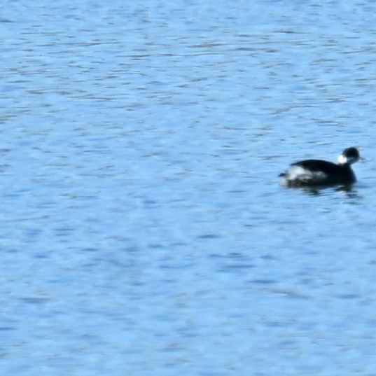 Eared Grebe - ML646484074