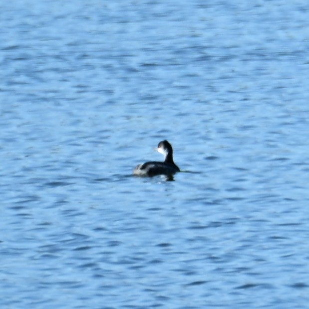 Eared Grebe - ML646484075