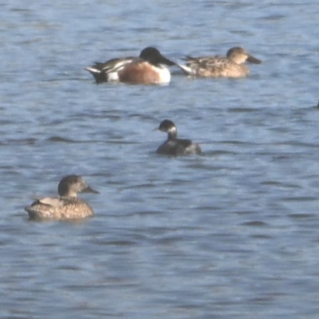 Eared Grebe - ML646484076