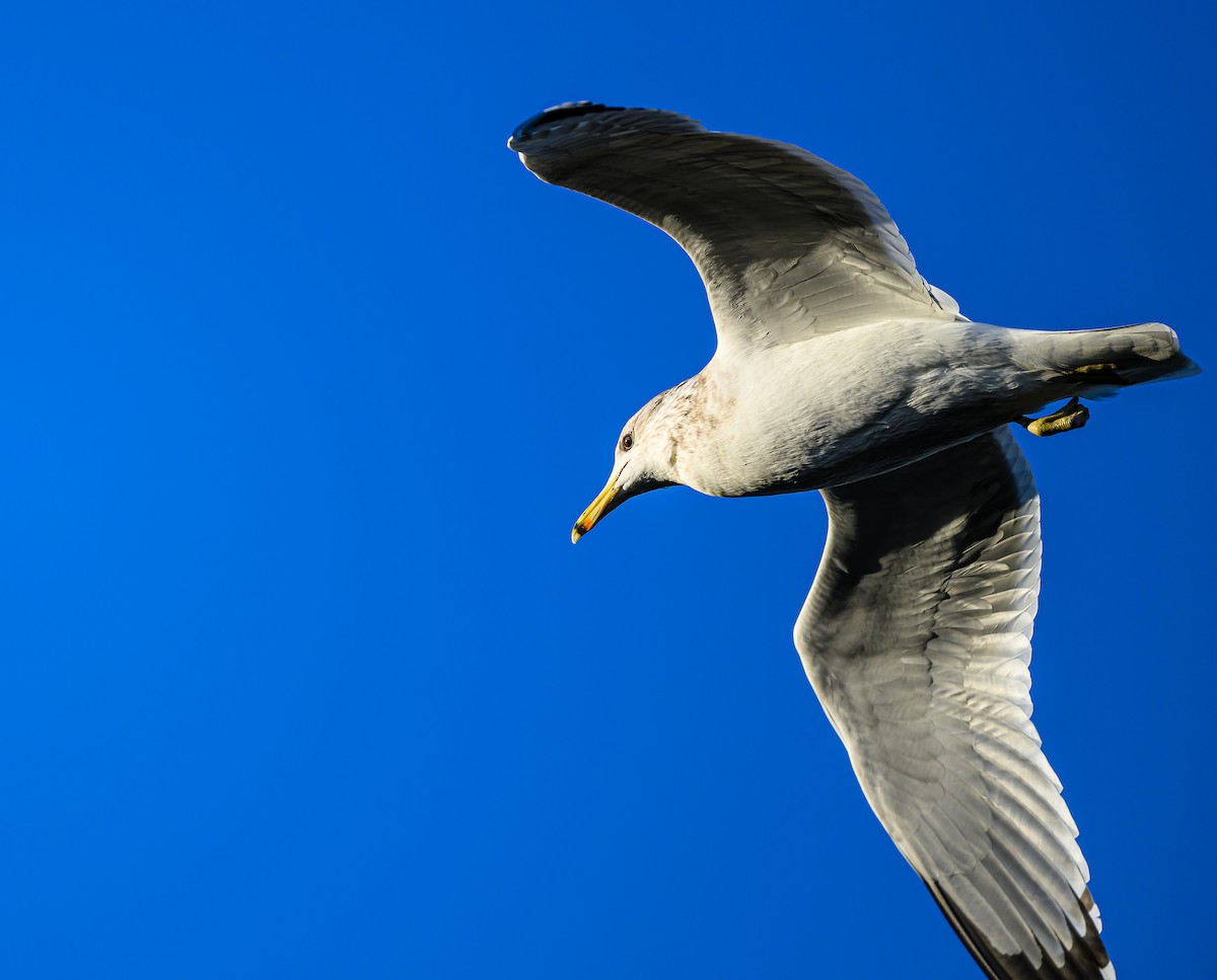 California Gull - ML646484077