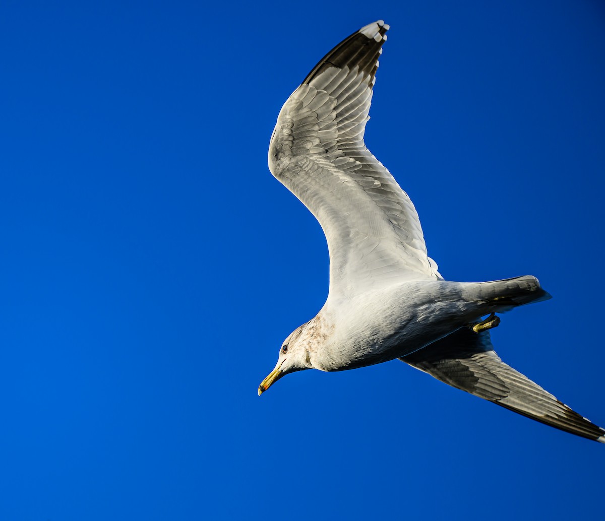 California Gull - ML646484078