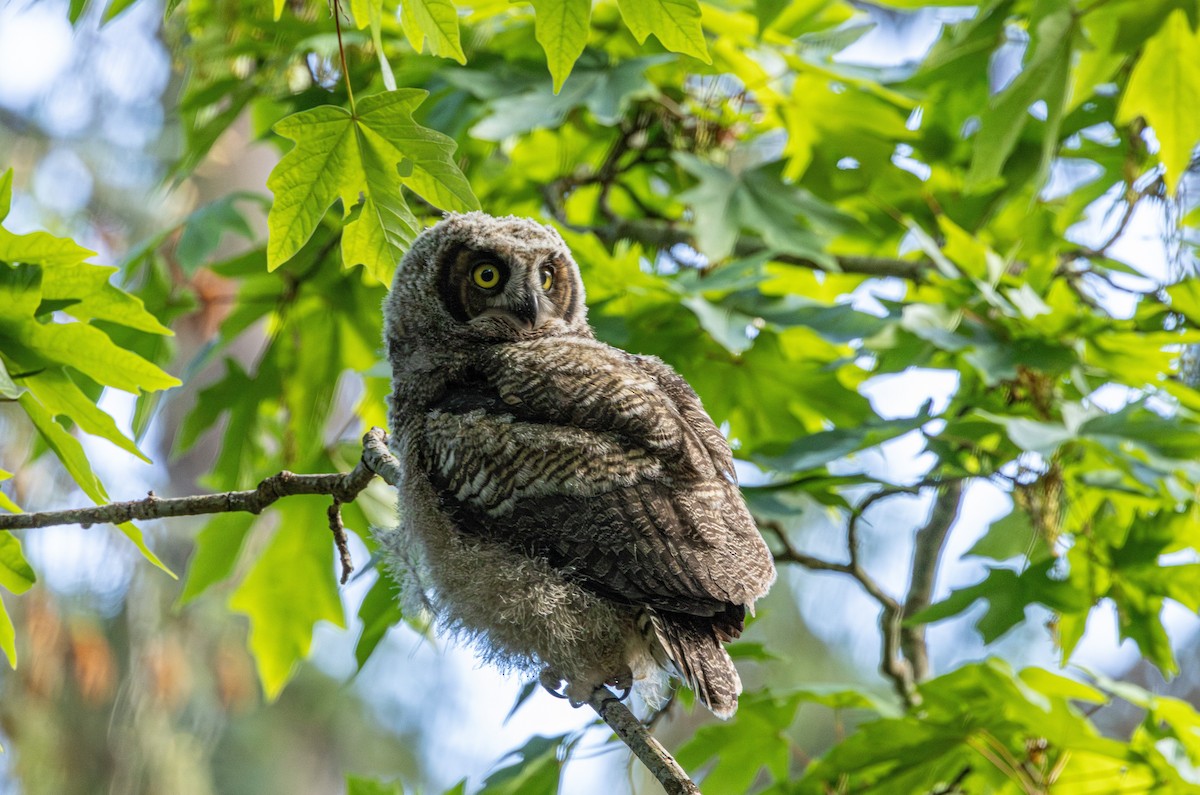 アメリカワシミミズク - ML646484080