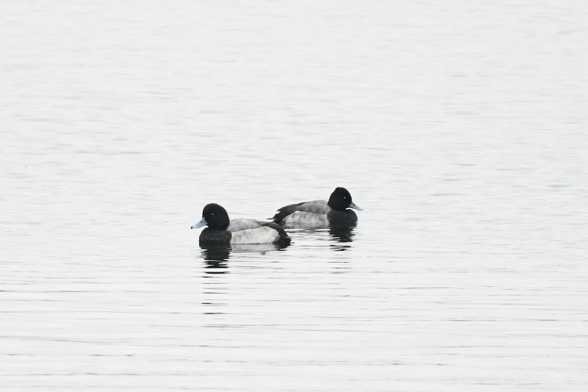 Lesser Scaup - ML646484081