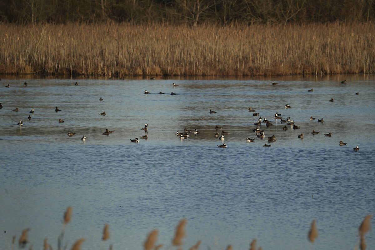 Hooded Merganser - ML646484082