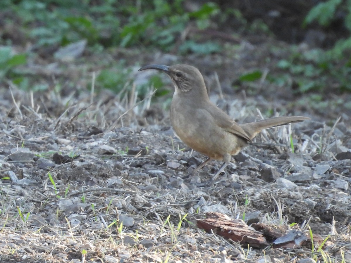 California Thrasher - ML646484083
