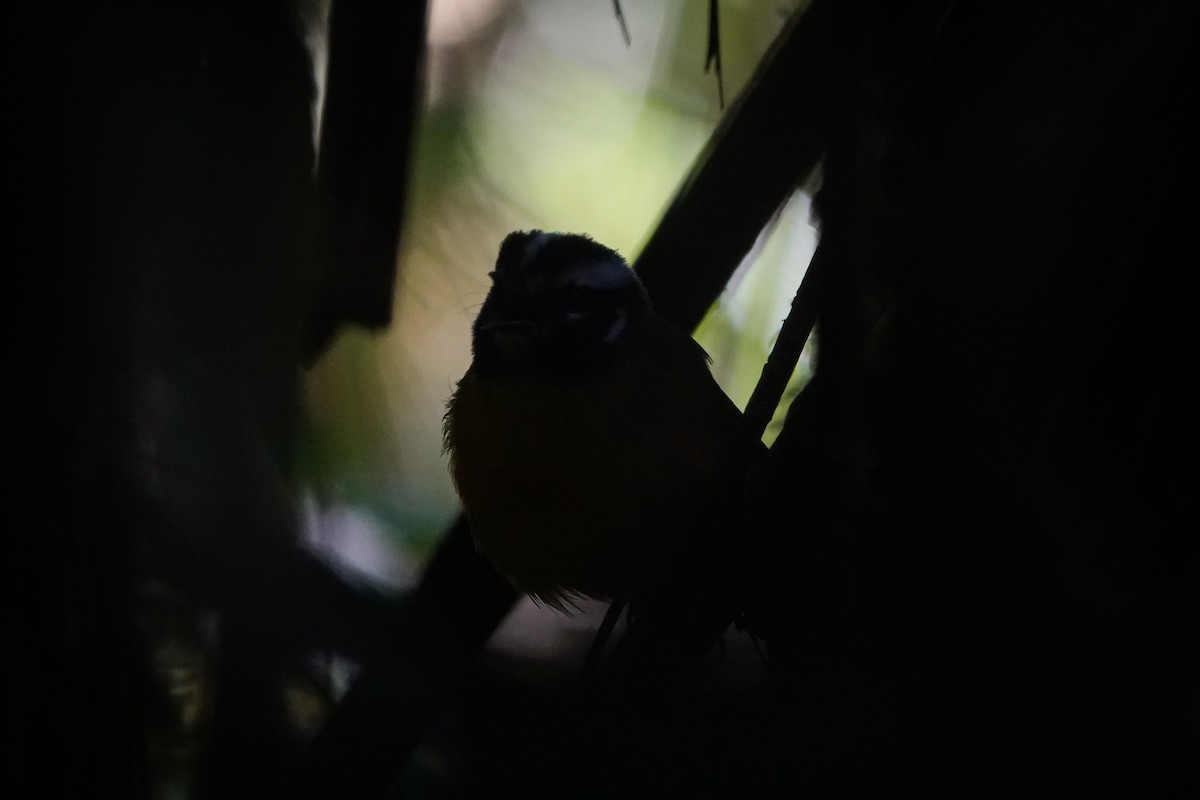 Paruline de Santa Marta - ML646484084