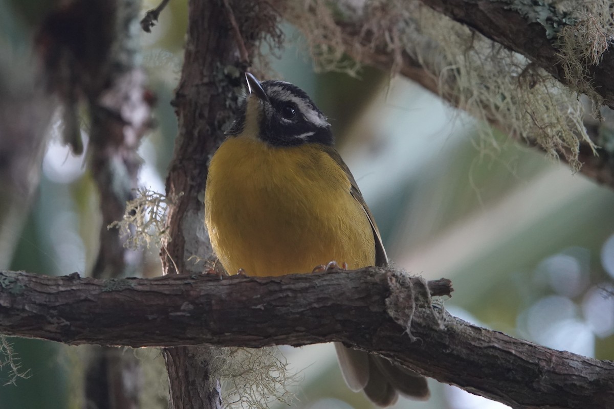 Paruline de Santa Marta - ML646484085