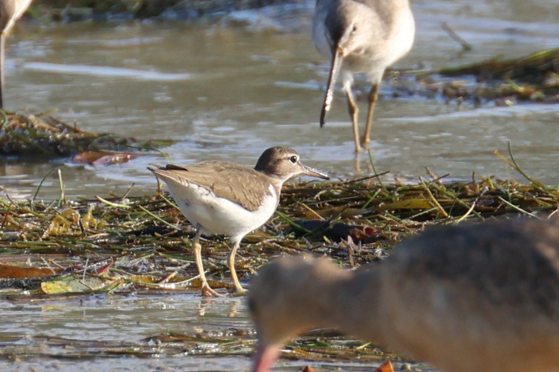 Spotted Sandpiper - ML646484086