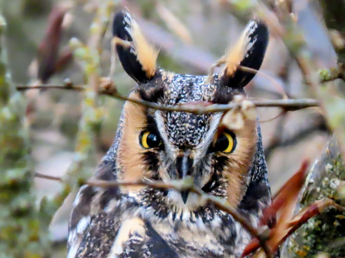 Long-eared Owl - ML646484087