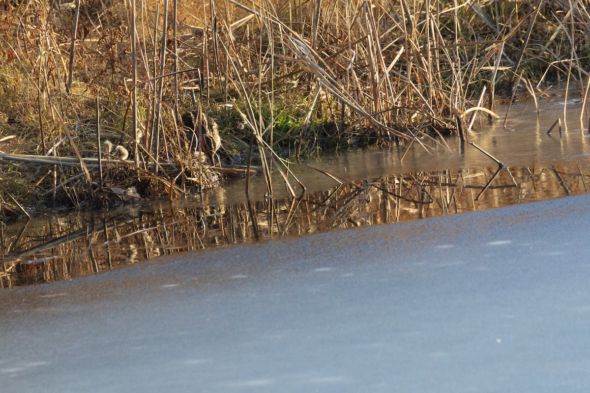 Wilson's Snipe - ML646484088