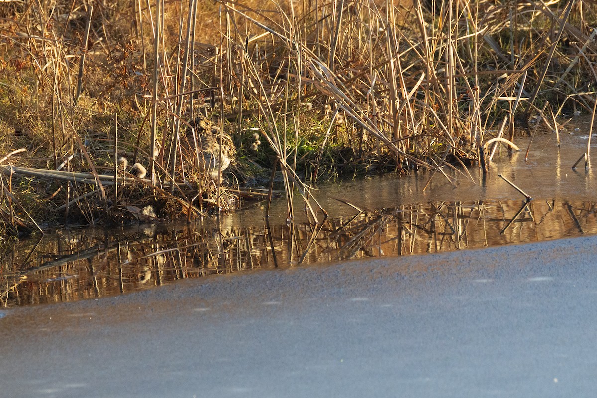 Wilson's Snipe - ML646484089