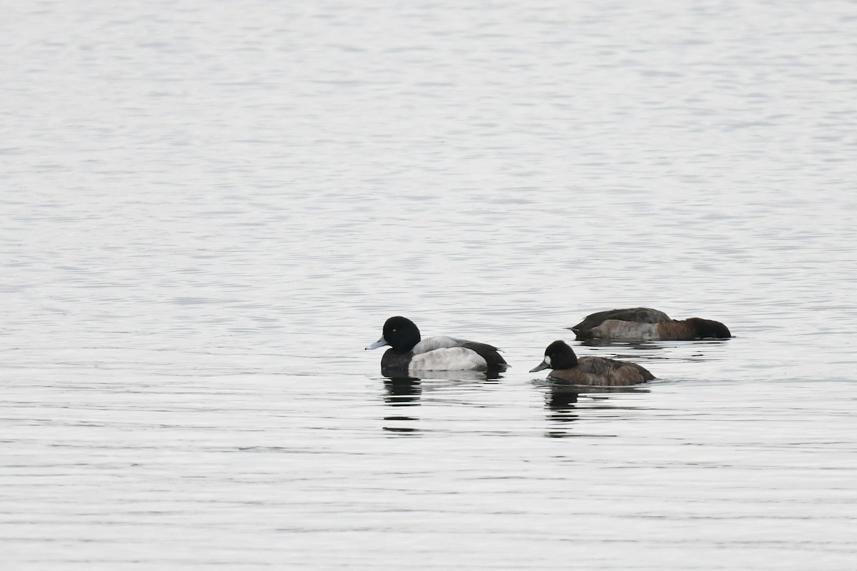 Lesser Scaup - ML646484091