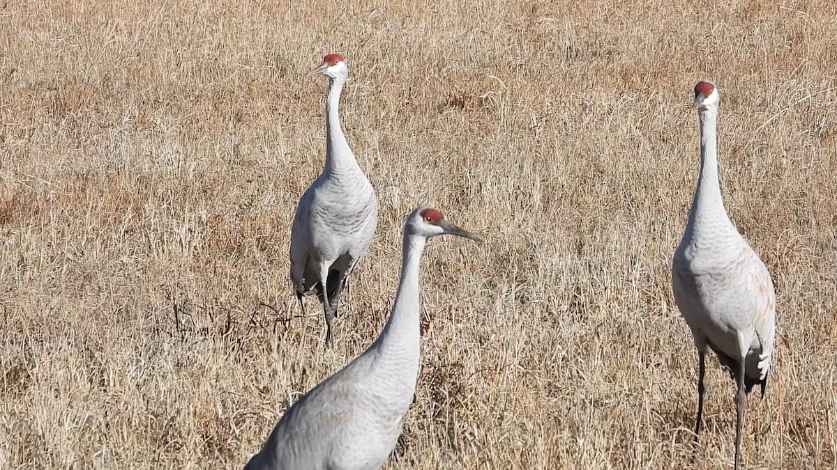 Sandhill Crane - ML646484100