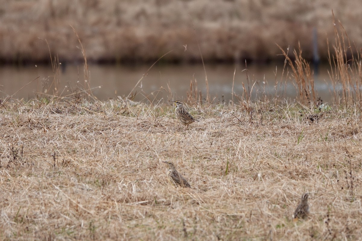 Eastern Meadowlark - ML646484101