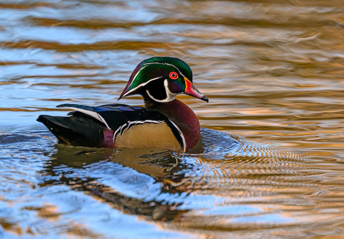 Ahate karolinarra - ML646484103