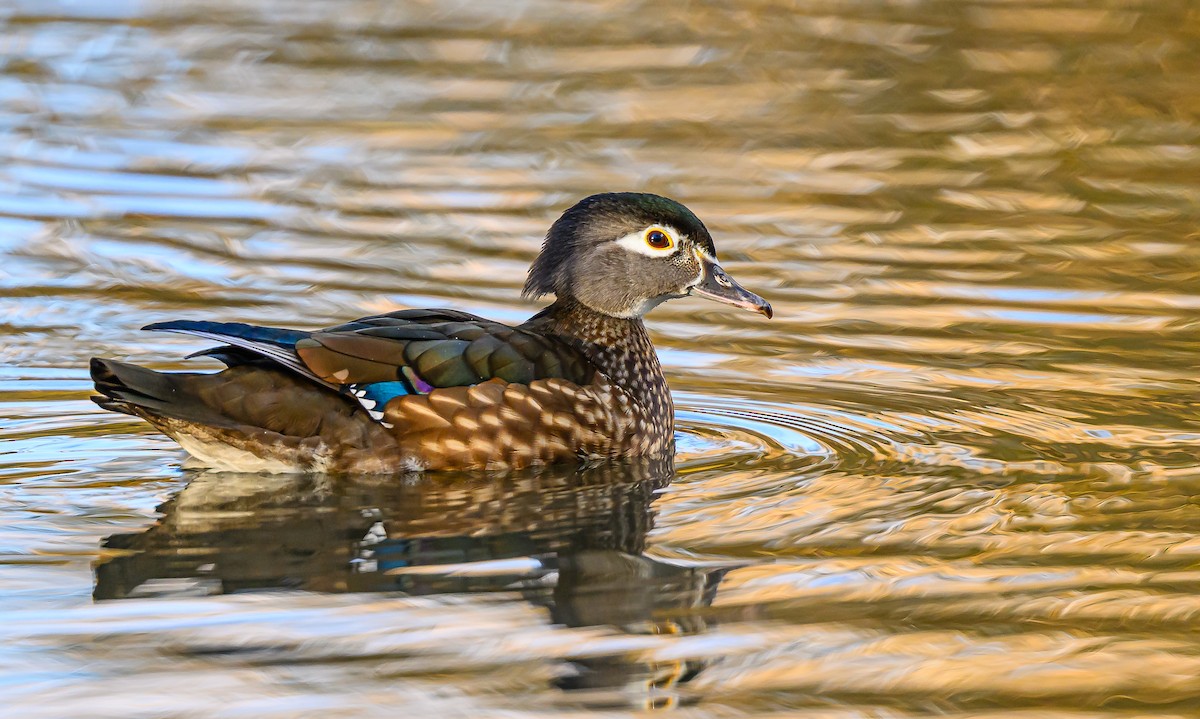 Ahate karolinarra - ML646484104