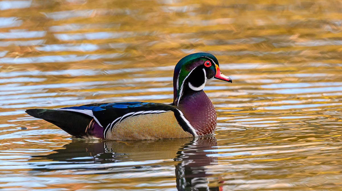 Ahate karolinarra - ML646484105