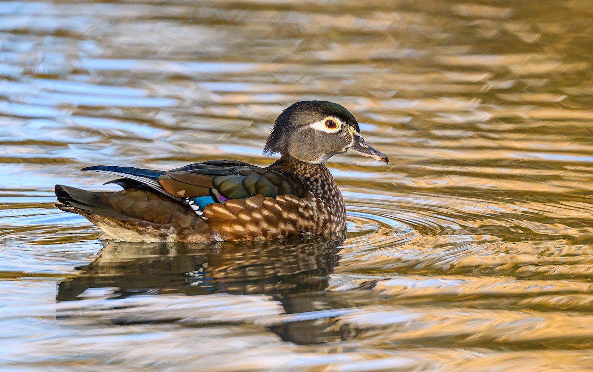 Ahate karolinarra - ML646484107