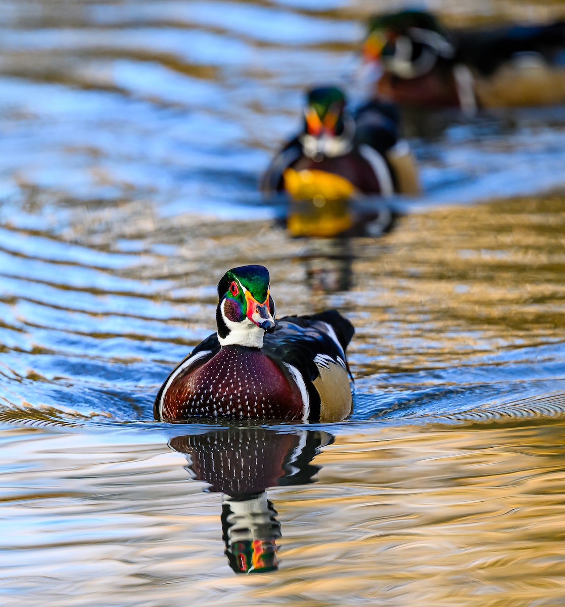 Ahate karolinarra - ML646484109