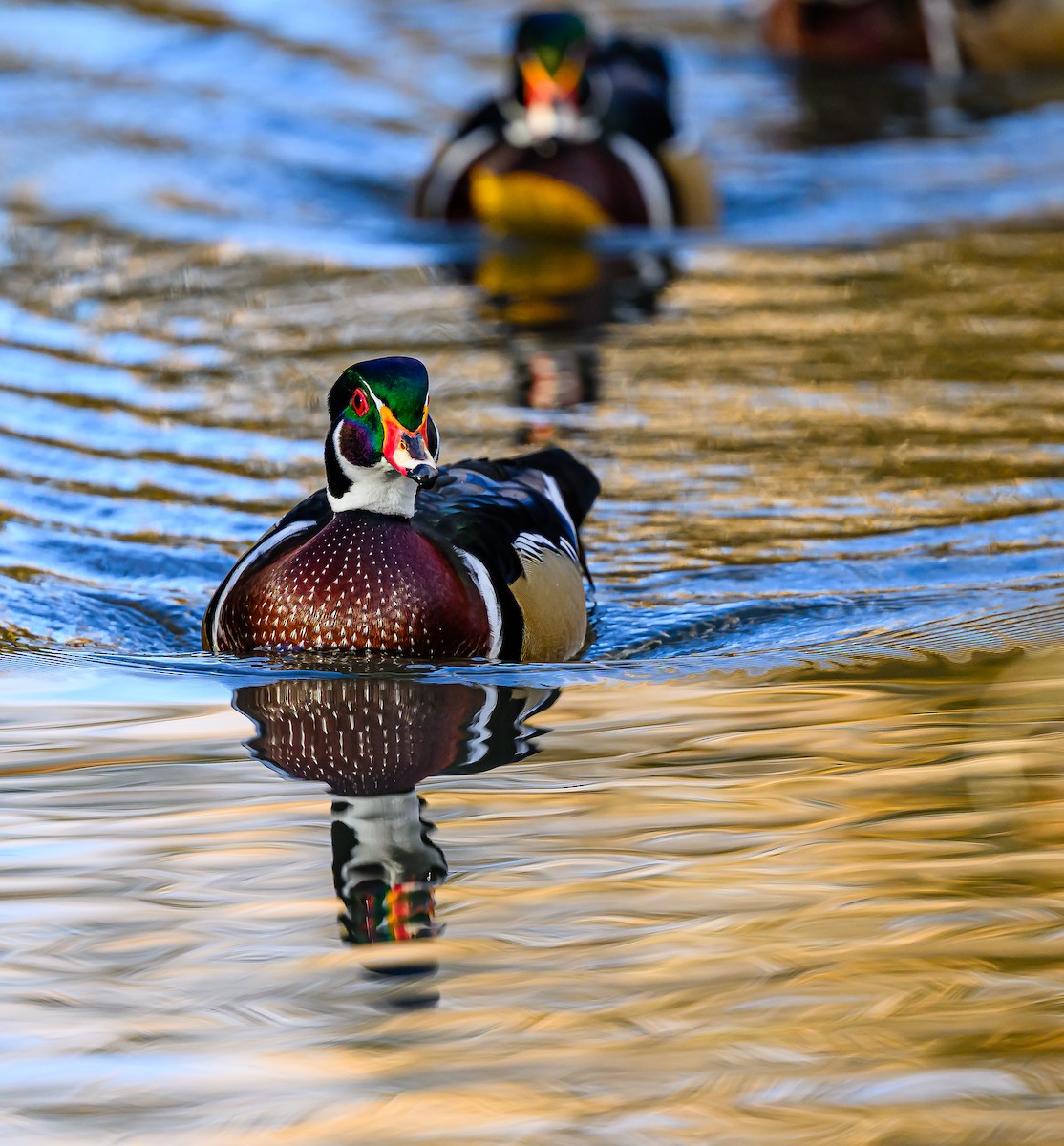 Ahate karolinarra - ML646484110