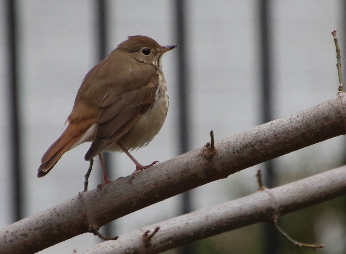 Hermit Thrush - ML646484111