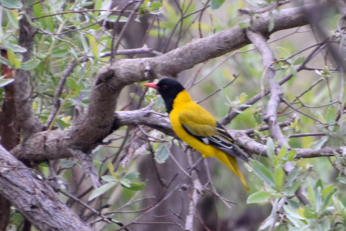 Maskenpirol - ML646484112