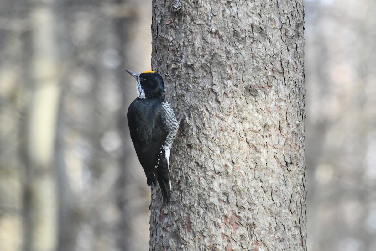 Black-backed Woodpecker - ML646484114