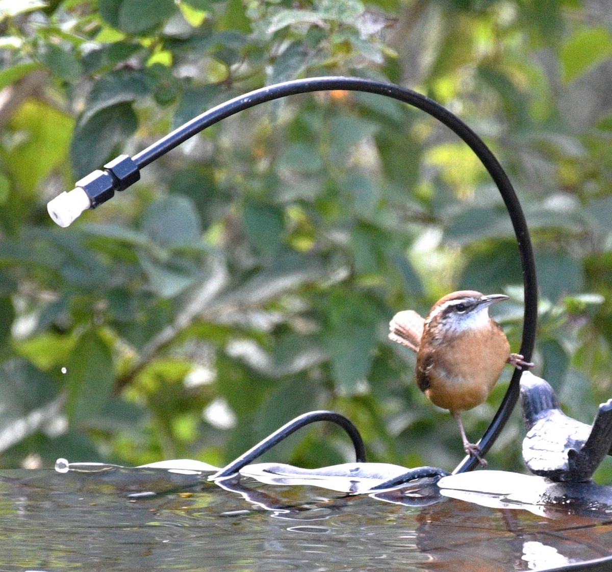 střízlík karolínský - ML646484116