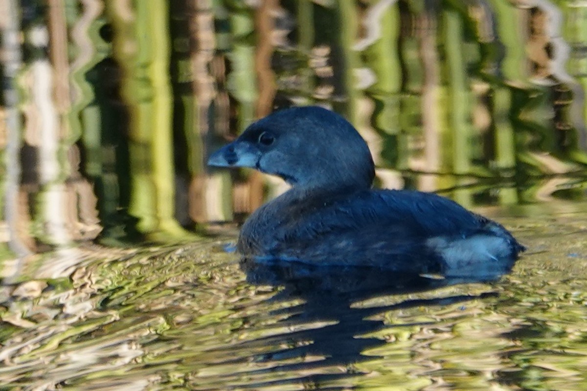 Pied-billed Grebe - ML646484118