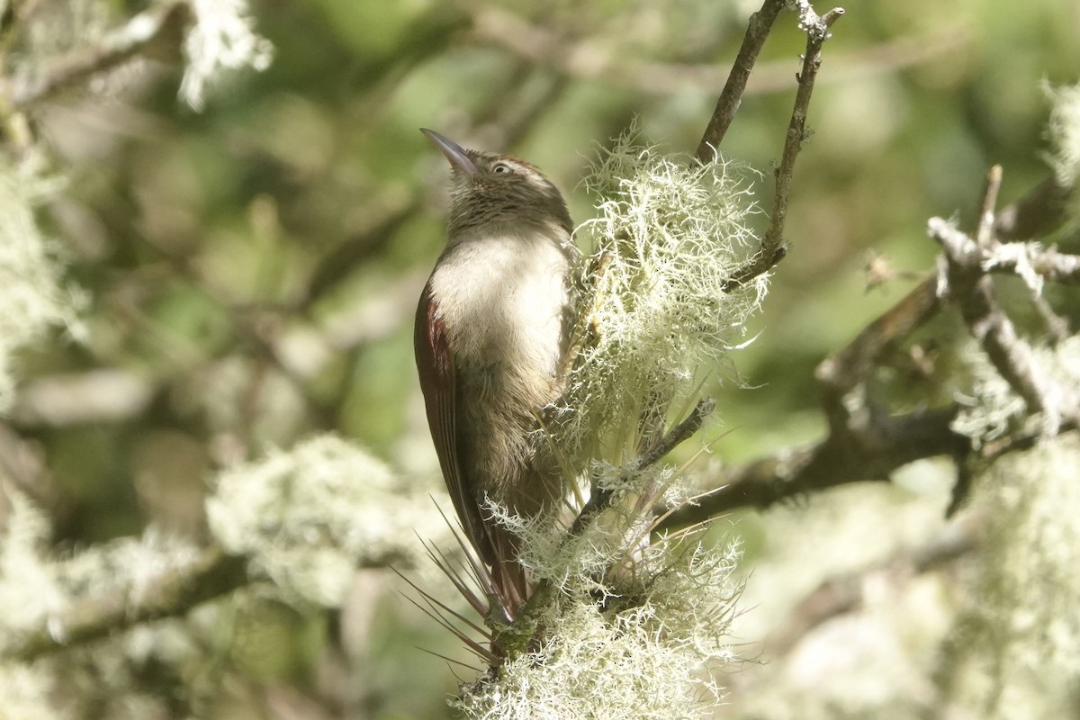 Synallaxe des broméliades - ML646484120