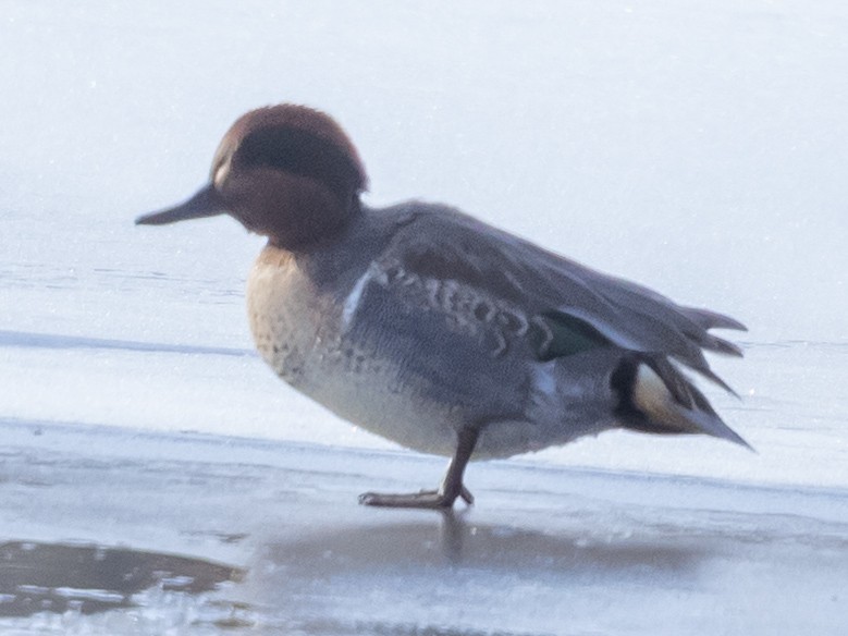 Green-winged Teal - ML646484121