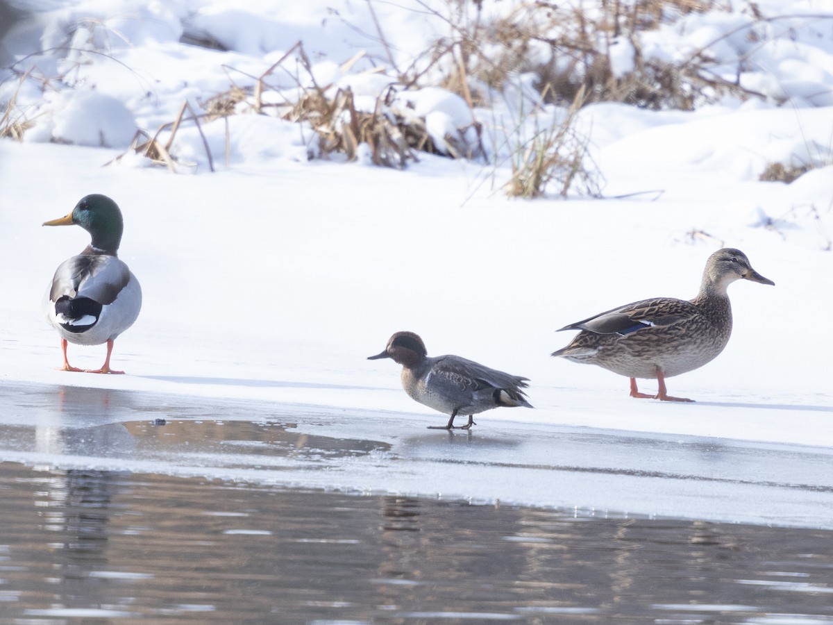 Green-winged Teal - ML646484122