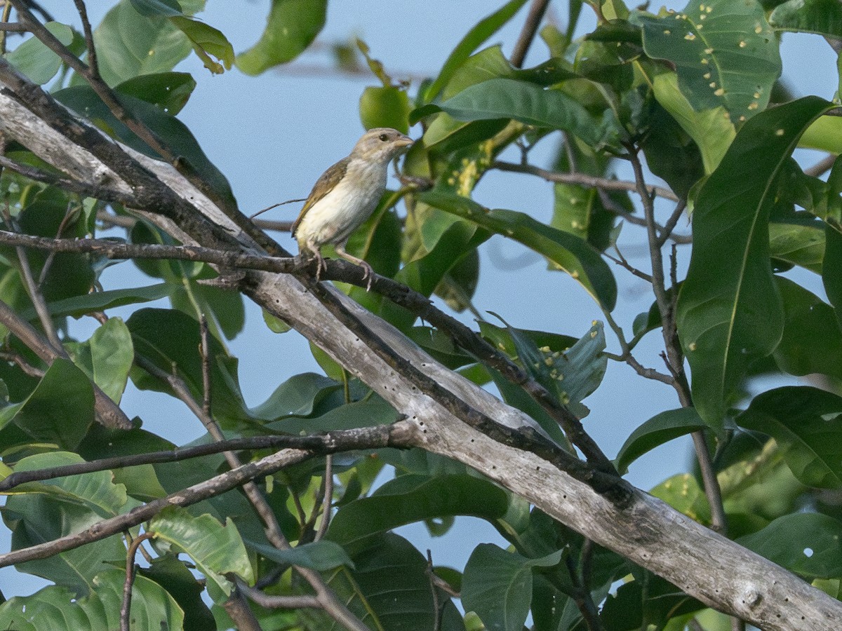 アカビタイキンノジコ - ML646484123